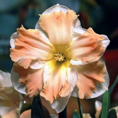 Нарцисс Кум Лауде Нарцисс Кум Лауде фото