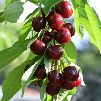 Черешня колоновидная Сильвия Черешня колоновидная Сильвия - Dolina-Sad.Ru