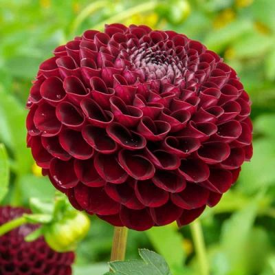 Георгина Натал - Dolina-Sad.Ru