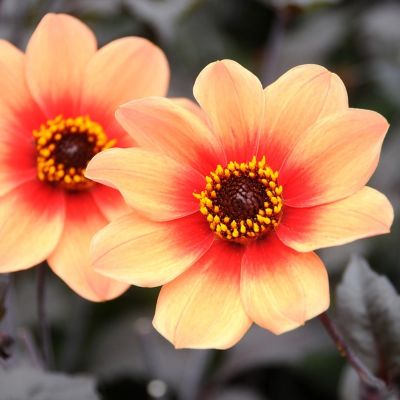 Георгина Хонка - Dolina-Sad.Ru