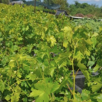 Виноград Юпитер Виноград Юпитер - Dolina-Sad.Ru