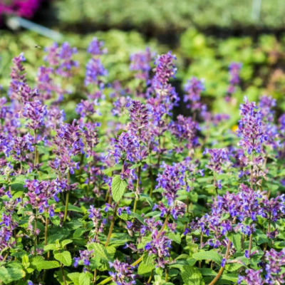 Котовник кистевидный фото