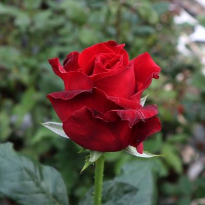 Роза Ред Берлин Роза Ред Берлин - Dolina-Sad.Ru