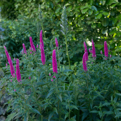 Вероника колосистая Фест Матч , С1,5 Вероника колосистая Фест Матч , С1,5 фото