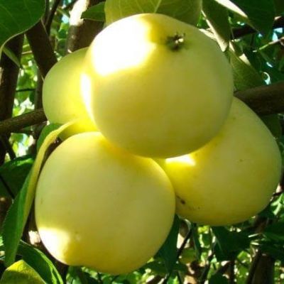 Яблоня Белый Налив/Летняя фото