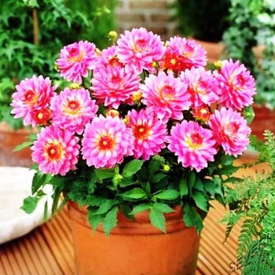 Георгина Беллини Георгина Беллини фото