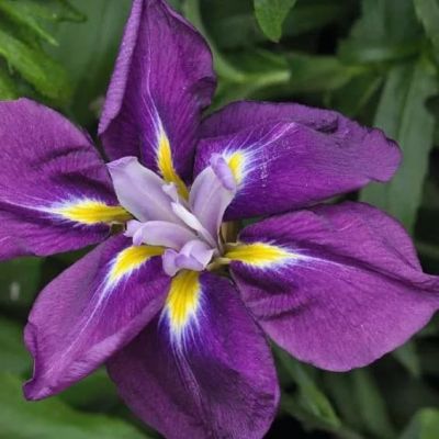 ИрисЭнсата Сенсейшанс ИрисЭнсата Сенсейшанс фото