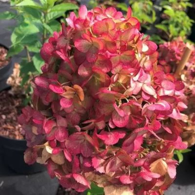 Гортензия метельчатая Петит Черри, С1,5 Гортензия метельчатая Петит Черри, С1,5 - Dolina-Sad.Ru