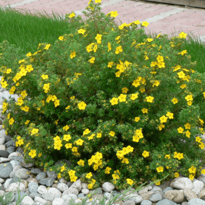 Лапчатка кустарниковая Элизабет Лапчатка кустарниковая Элизабет фото