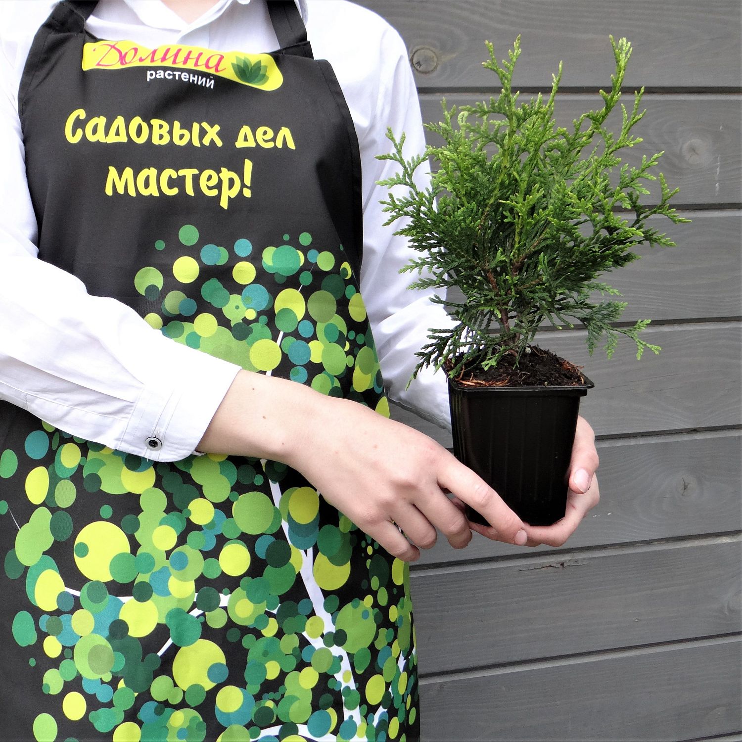 Туя западная Брабант Туя западная Брабант фото