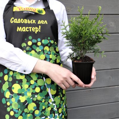 Туя западная Брабант Туя западная Брабант фото