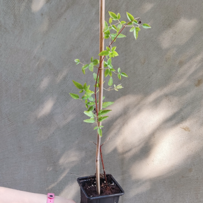 Клематис Мазурек Клематис Мазурек - Dolina-Sad.Ru