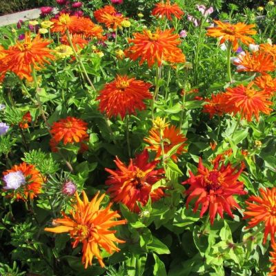 Цинния Ацтек Цинния Ацтек фото