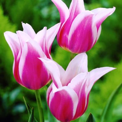 Тюльпан Баллада Тюльпан Баллада фото