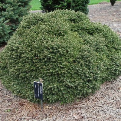 Ель обыкновенная `Максвелли` Ель обыкновенная `Максвелли` фото