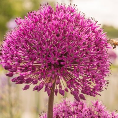 Аллиум Майами Аллиум Майами - Dolina-Sad.Ru