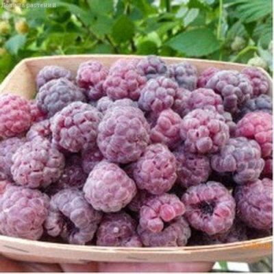 Малина Фиолетовая Глен Кое/Летняя Малина Фиолетовая Глен Кое/Летняя фото