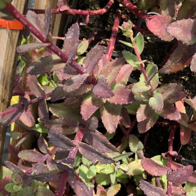 Седум телефиум Ред Каули Седум телефиум Ред Каули фото