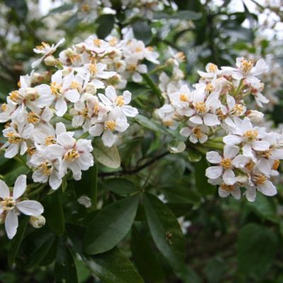 Шуазия тройчатая Мэджикал Аваланш Шуазия тройчатая Мэджикал Аваланш - Dolina-Sad.Ru