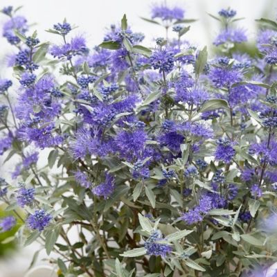 Кариоптерис кландонский Стерлинг Сильвер - Dolina-Sad.Ru