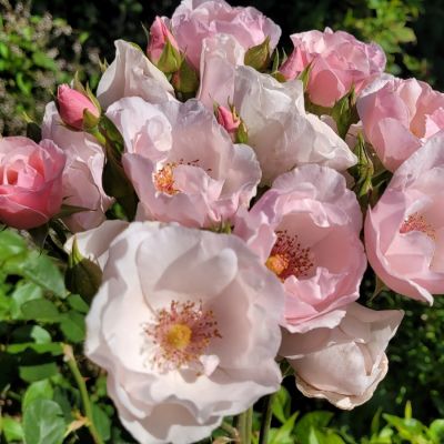 Роза Пинк пилар - Dolina-Sad.Ru