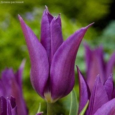 Тюльпан Юми но Мурасаки Тюльпан Юми но Мурасаки фото