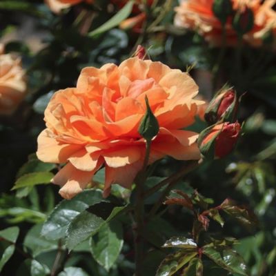 Роза Скайлайн, С2 - Dolina-Sad.Ru