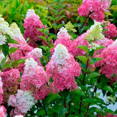 Гортензия метельчатая Фрайз Мельба, С3 - Dolina-Sad.Ru
