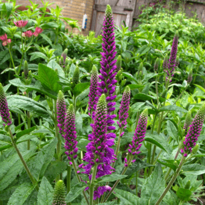 Вероника колосистая Фест Матч , С1,5 Вероника колосистая Фест Матч , С1,5 фото