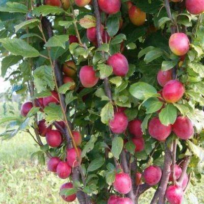 Слива Колоновидная Слива Колоновидная фото