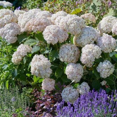 Гортензия древовидная Кэндибэль Маршмеллоу, С2 Гортензия древовидная Кэндибэль Маршмеллоу, С2 - Dolina-Sad.Ru