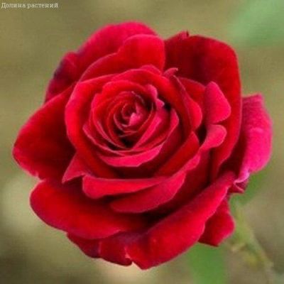 Роза Мистер Линкольн Роза Мистер Линкольн фото