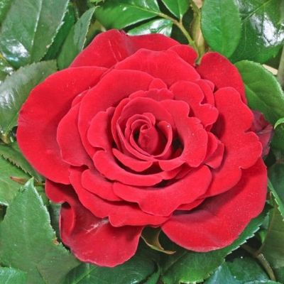 Роза Секси Ред - Dolina-Sad.Ru