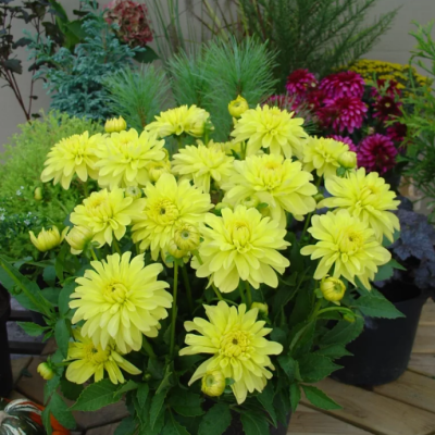 Георгина Мелоди Латин Георгина Мелоди Латин фото