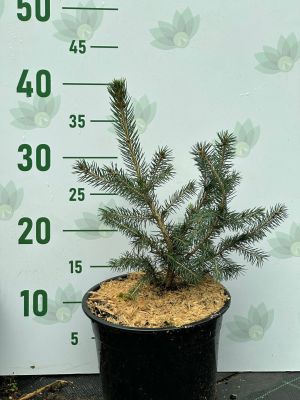 Ель колючая Глаука Маджестик Блю, С3 - Dolina-Sad.Ru