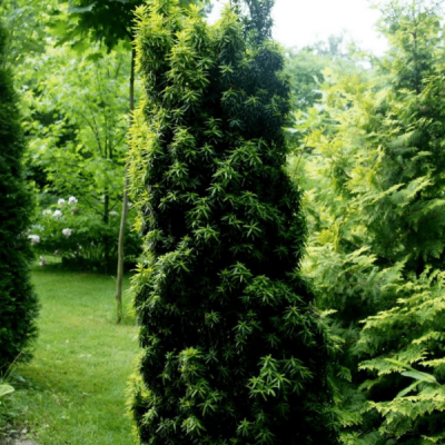 Тис ягодный Фастигиата Ауреа Тис ягодный Фастигиата Ауреа фото