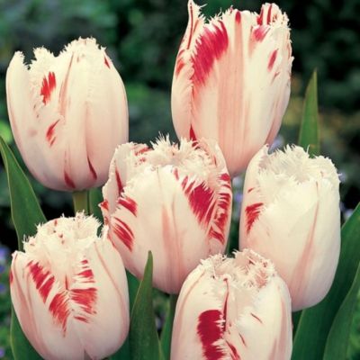 Тюльпан Карусель Тюльпан Карусель фото