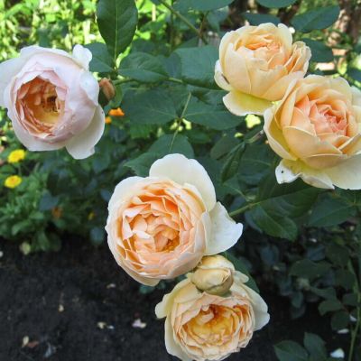 Роза Джуд де Обскур - Dolina-Sad.Ru