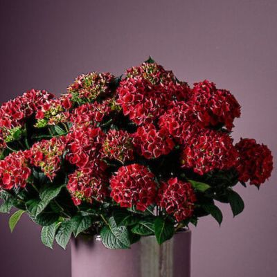 Гортензия крупнолистная Рана - Dolina-Sad.Ru