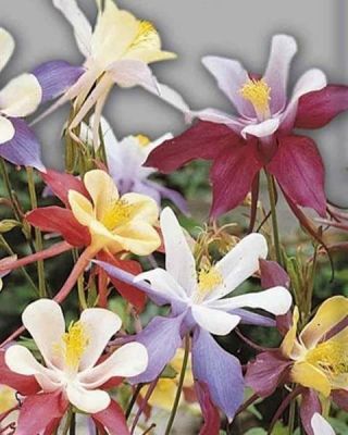 Аквилегия Мак Кана ГИГАНТ фото