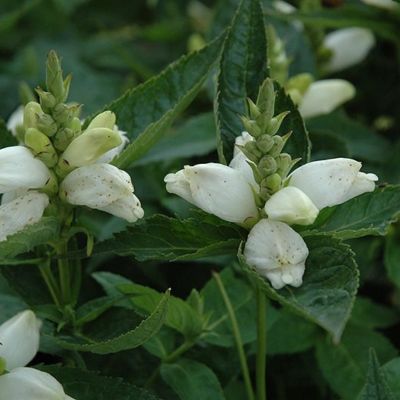 Хелоне косая Альба Хелоне косая Альба - Dolina-Sad.Ru