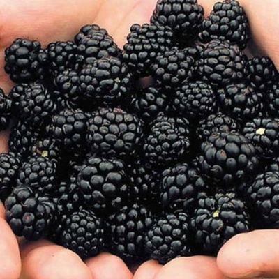 Ежевика Арапахо Ежевика Арапахо фото