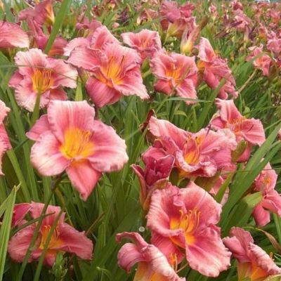 Лилейник Рози ретурнс Лилейник Рози ретурнс - Dolina-Sad.Ru