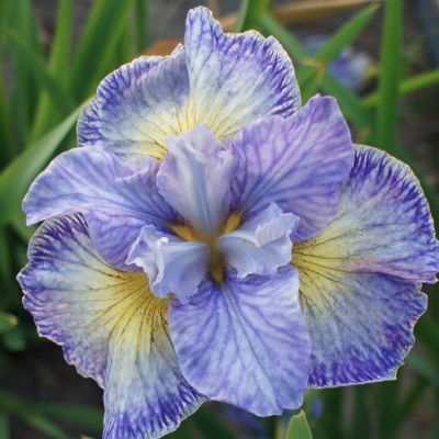 Ирис Кейп Код Бойз Ирис Кейп Код Бойз - Dolina-Sad.Ru