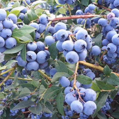 Голубика Чандлер Голубика Чандлер - Dolina-Sad.Ru