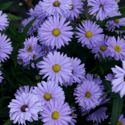Астра кустарниковая Блю Лапис Астра кустарниковая Блю Лапис фото