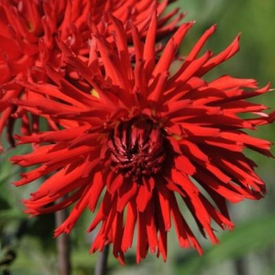 Георгина Апачи Георгина Апачи фото