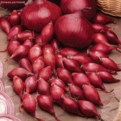 Лук-севок Кармен Лук-севок Кармен фото