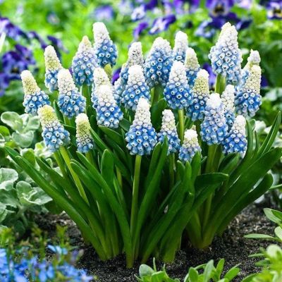 Мускари Маунтайн Леди Мускари Маунтайн Леди фото