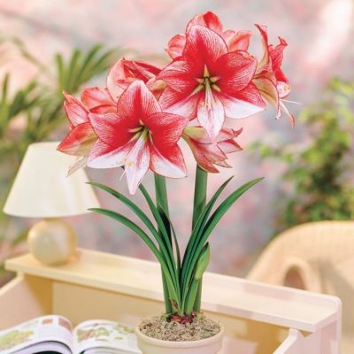 Амариллис Шоумастер - Dolina-Sad.Ru